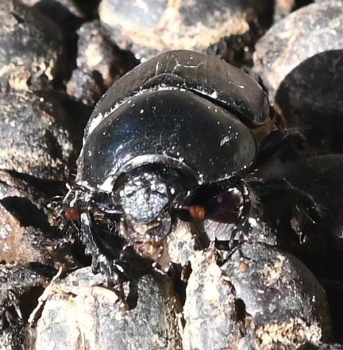 Réf. 351 788 : Sericotrupes niger